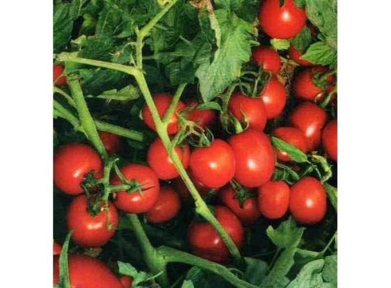 Семена томата 7204 F1 (5000 семян), Lark Seeds